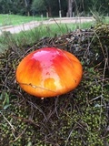 Amanita caesarea image