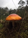 Amanita caesarea image