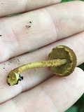 Flammulaster erinaceellus image