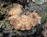 Meripilus giganteus image