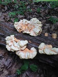 Laetiporus cincinnatus image