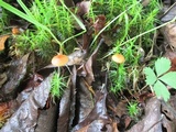Rhizomarasmius pyrrhocephalus image