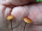 Rhizomarasmius pyrrhocephalus image