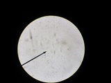 Rhizomarasmius pyrrhocephalus image