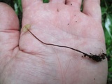 Rhizomarasmius pyrrhocephalus image
