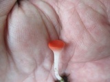 Sarcoscypha occidentalis image