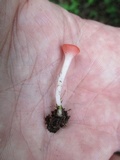 Sarcoscypha occidentalis image