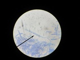 Sarcoscypha occidentalis image