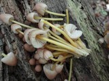 Mycena renati image