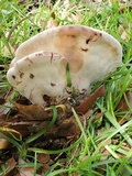 Laetiporus persicinus image