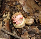 Clathrus archeri image