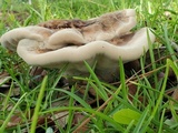 Laetiporus persicinus image