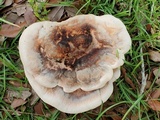 Laetiporus persicinus image