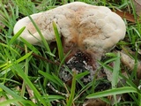 Laetiporus persicinus image