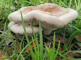 Laetiporus persicinus image