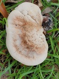 Laetiporus persicinus image