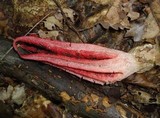 Clathrus archeri image