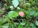 Rhizomarasmius pyrrhocephalus image