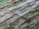Rhizomarasmius pyrrhocephalus image