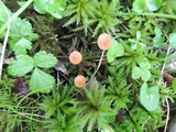 Rhizomarasmius pyrrhocephalus image