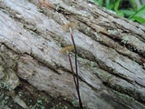Rhizomarasmius pyrrhocephalus image