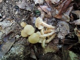 Kuehneromyces marginellus image