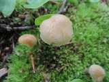 Kuehneromyces marginellus image