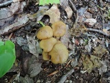 Kuehneromyces marginellus image