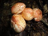 Cortinarius bolaris image