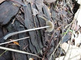 Mycena leptocephala image