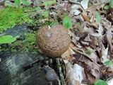 Pluteus pouzarianus image