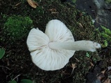 Pluteus pouzarianus image