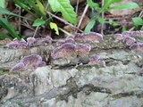 Trichaptum abietinum image