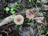 Gymnopus semihirtipes image