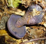 Cortinarius hercynicus image