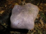 Cortinarius hercynicus image