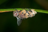 Entomophthora muscae image