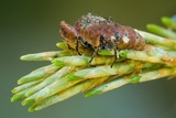 Entomophthora muscae image