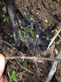 Marasmius siccus image