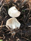 Clitocybe albirhiza image