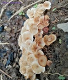 Ripartitella alba image