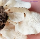 Ripartitella alba image