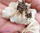 Ripartitella alba image