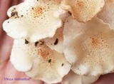 Ripartitella alba image