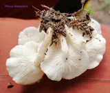 Ripartitella alba image