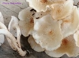 Ripartitella alba image