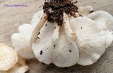 Ripartitella alba image