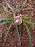 Agaricus argyropotamicus image
