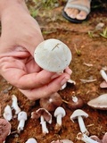 Agaricus argyropotamicus image