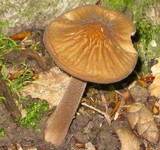 Xerula furfuracea image